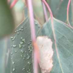 Ophelimus (genus) (Eucalyptus gall wasp) at QPRC LGA - 17 Mar 2024 by Hejor1