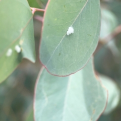 Glycaspis sp. (genus) at QPRC LGA - 17 Mar 2024