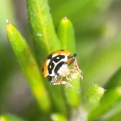 Hippodamia variegata (Spotted Amber Ladybird) at QPRC LGA - 17 Mar 2024 by Hejor1