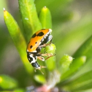 Hippodamia variegata at QPRC LGA - 17 Mar 2024