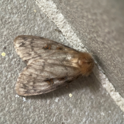 Leptocneria reducta (White cedar moth) at Braddon, ACT - 17 Mar 2024 by Hejor1