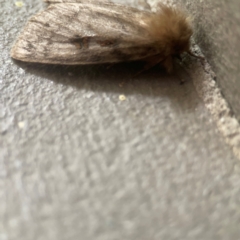 Leptocneria reducta at City Renewal Authority Area - 17 Mar 2024 01:40 PM