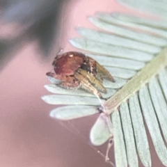 Dolophones sp. (genus) (Wrap-around spider) at Campbell, ACT - 17 Mar 2024 by Hejor1