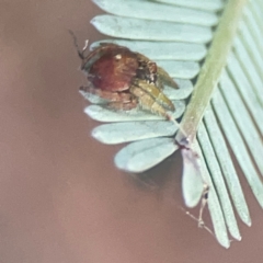 Dolophones sp. (genus) at Campbell, ACT - 17 Mar 2024 05:48 PM