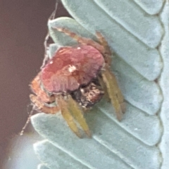 Dolophones sp. (genus) at Campbell, ACT - 17 Mar 2024 05:48 PM