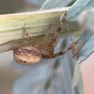 Australomisidia pilula (Lozenge-shaped Flower Spider) at Campbell, ACT - 17 Mar 2024 by Hejor1