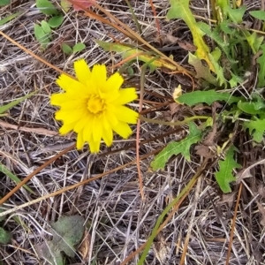 Hypochaeris radicata at Undefined Area - 16 Mar 2024 02:06 PM