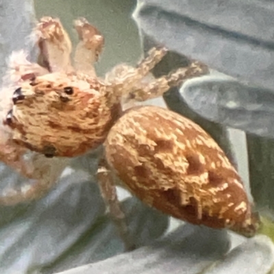 Opisthoncus serratofasciatus (Chevronned jumper) at Campbell, ACT - 17 Mar 2024 by Hejor1