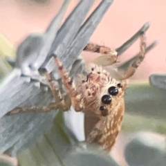 Opisthoncus serratofasciatus at Campbell, ACT - 17 Mar 2024