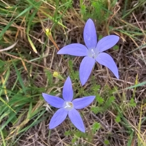 Wahlenbergia sp. at Dawn Crescent Grassland (DCG) - 16 Mar 2024