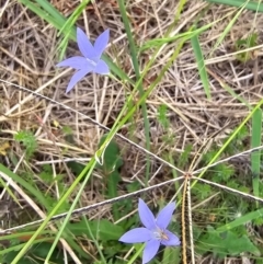 Wahlenbergia sp. at Dawn Crescent Grassland (DCG) - 16 Mar 2024