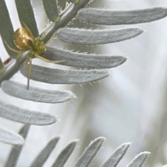 Unidentified Orb-weaving spider (several families) at Greenleigh, NSW - 17 Mar 2024 by Hejor1