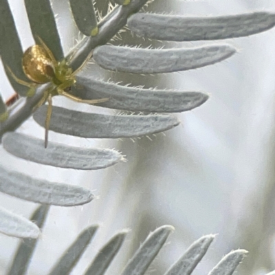 Unidentified Orb-weaving spider (several families) at Greenleigh, NSW - 17 Mar 2024 by Hejor1