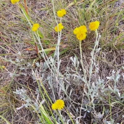 Chrysocephalum apiculatum (Common Everlasting) at Lawson, ACT - 16 Mar 2024 by kasiaaus