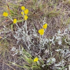 Chrysocephalum apiculatum at Dawn Crescent Grassland (DCG) - 16 Mar 2024