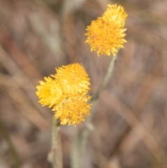 Chrysocephalum apiculatum at Dawn Crescent Grassland (DCG) - 16 Mar 2024