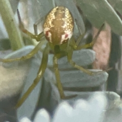 Unidentified Orb-weaving spider (several families) at Campbell, ACT - 17 Mar 2024 by Hejor1