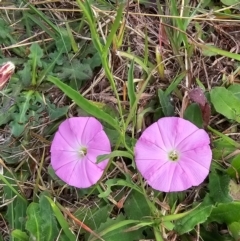 Convolvulus angustissimus subsp. angustissimus (Australian Bindweed) at Lawson, ACT - 16 Mar 2024 by kasiaaus