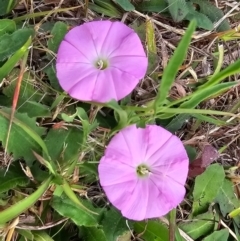 Convolvulus angustissimus subsp. angustissimus at Dawn Crescent Grassland (DCG) - 16 Mar 2024