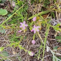 Centaurium erythraea (Common Centaury) at Dawn Crescent Grassland (DCG) - 16 Mar 2024 by kasiaaus