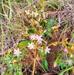 Centaurium erythraea at Dawn Crescent Grassland (DCG) - 16 Mar 2024