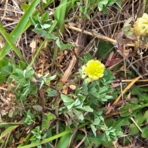 Trifolium campestre at Dawn Crescent Grassland (DCG) - 16 Mar 2024