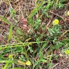 Trifolium campestre at Dawn Crescent Grassland (DCG) - 16 Mar 2024