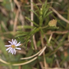 Vittadinia muelleri (Narrow-leafed New Holland Daisy) at Lawson North Grasslands - 16 Mar 2024 by kasiaaus