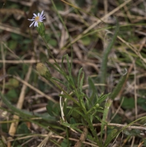 Vittadinia muelleri at Dawn Crescent Grassland (DCG) - 16 Mar 2024 01:32 PM