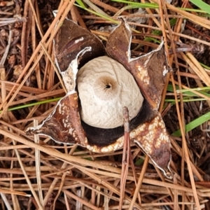 Geastrum sp. at Isaacs Ridge and Nearby - 18 Mar 2024