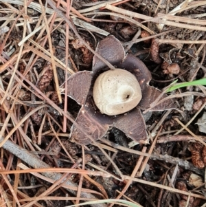 Geastrum sp. at Isaacs Ridge and Nearby - 18 Mar 2024