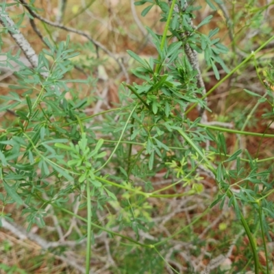 Clematis leptophylla (Small-leaf Clematis, Old Man's Beard) at Isaacs Pines (ICP) - 18 Mar 2024 by Mike