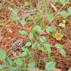 Cotoneaster sp. (Cotoneaster) at Isaacs Ridge and Nearby - 17 Mar 2024 by Mike