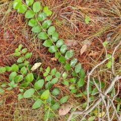 Lonicera japonica (Japanese Honeysuckle) at Isaacs Ridge and Nearby - 17 Mar 2024 by Mike