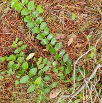 Lonicera japonica (Japanese Honeysuckle) at Isaacs Pines (ICP) - 18 Mar 2024 by Mike