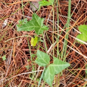 Hedera sp. (helix or hibernica) at Isaacs Pines (ICP) - 18 Mar 2024 10:36 AM