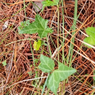 Hedera sp. (helix or hibernica) (Ivy) at Isaacs Pines (ICP) - 17 Mar 2024 by Mike