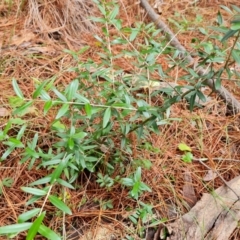 Olea europaea subsp. cuspidata (African Olive) at Isaacs Ridge and Nearby - 17 Mar 2024 by Mike