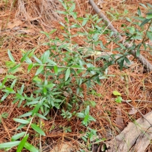 Olea europaea subsp. cuspidata at Isaacs Pines (ICP) - 18 Mar 2024