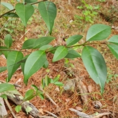 Ligustrum lucidum (Large-leaved Privet) at Isaacs Ridge and Nearby - 17 Mar 2024 by Mike