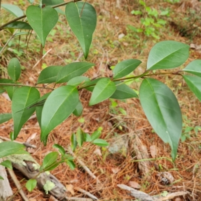 Ligustrum lucidum (Large-leaved Privet) at Isaacs Pines (ICP) - 17 Mar 2024 by Mike