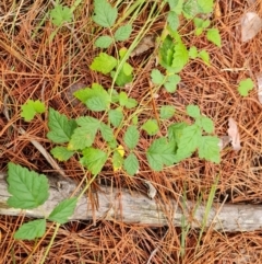 Rubus parvifolius (Native Raspberry) at Isaacs Pines (ICP) - 18 Mar 2024 by Mike