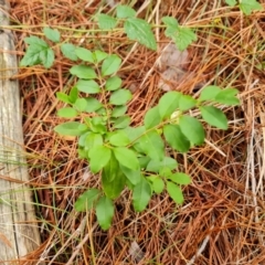 Ligustrum sinense (Narrow-leaf Privet, Chinese Privet) at Isaacs Pines (ICP) - 17 Mar 2024 by Mike