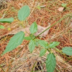 Celtis australis (Nettle Tree) at Isaacs Ridge and Nearby - 17 Mar 2024 by Mike