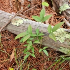 Nandina domestica (Sacred Bamboo) at Isaacs Pines (ICP) - 17 Mar 2024 by Mike