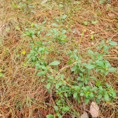 Pyracantha sp. (Firethorn) at Isaacs Pines (ICP) - 18 Mar 2024 by Mike