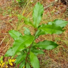 Photinia serratifolia (Chinese Photinia) at Isaacs Pines (ICP) - 18 Mar 2024 by Mike