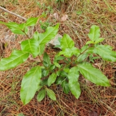 Viburnum tinus (Laurustinus) at Isaacs Ridge and Nearby - 17 Mar 2024 by Mike