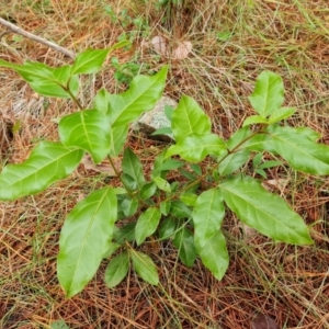 Viburnum tinus at Isaacs Pines (ICP) - 18 Mar 2024