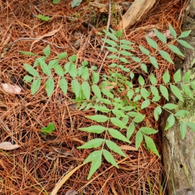 Pistacia chinensis (Chinese Pistachio) at Isaacs Pines (ICP) - 17 Mar 2024 by Mike